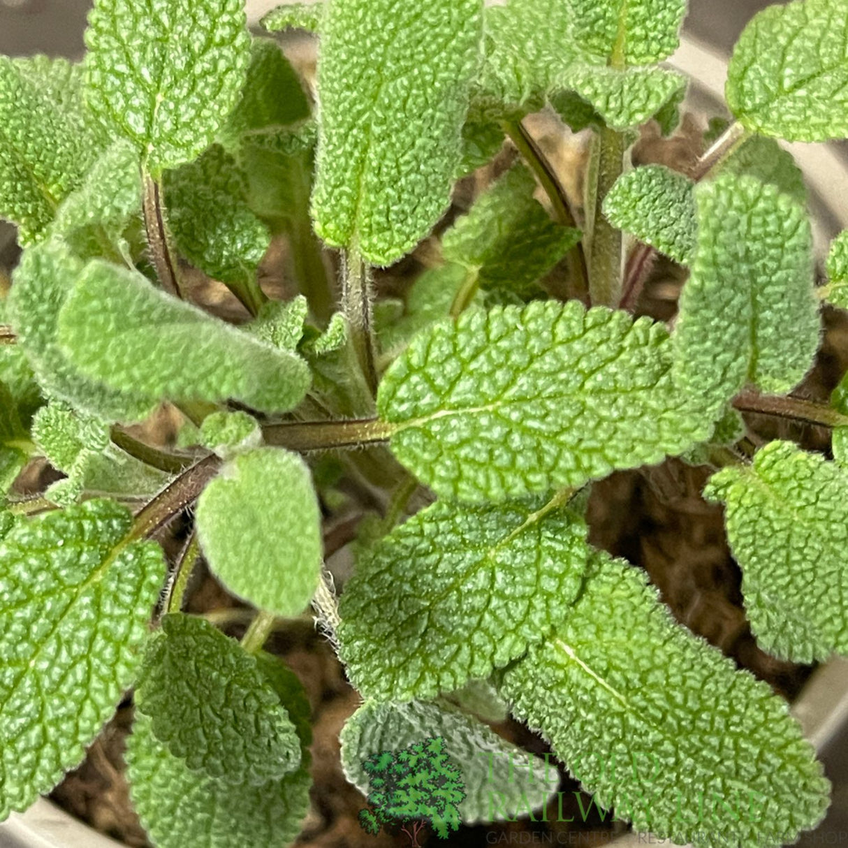 Common Sage Herb Plant 9cm Pot