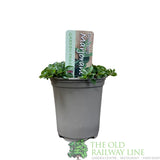 Marjoram Compact Herb Plant 9cm Pot