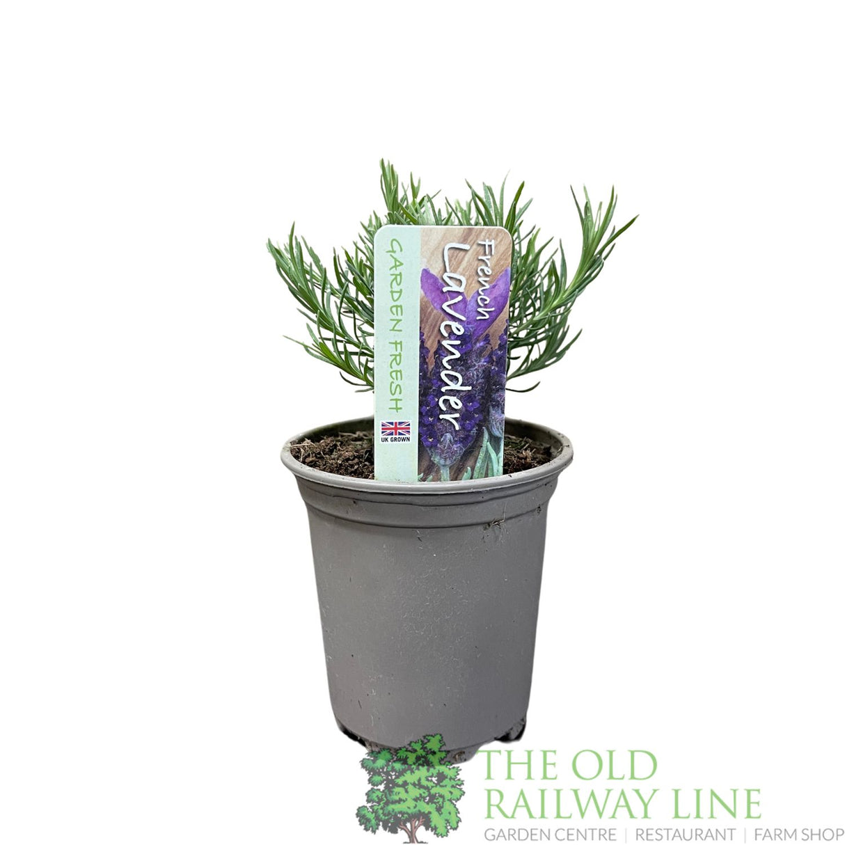 Lavender French Herb Plant 9cm Pot