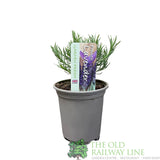 Lavender French Herb Plant 9cm Pot