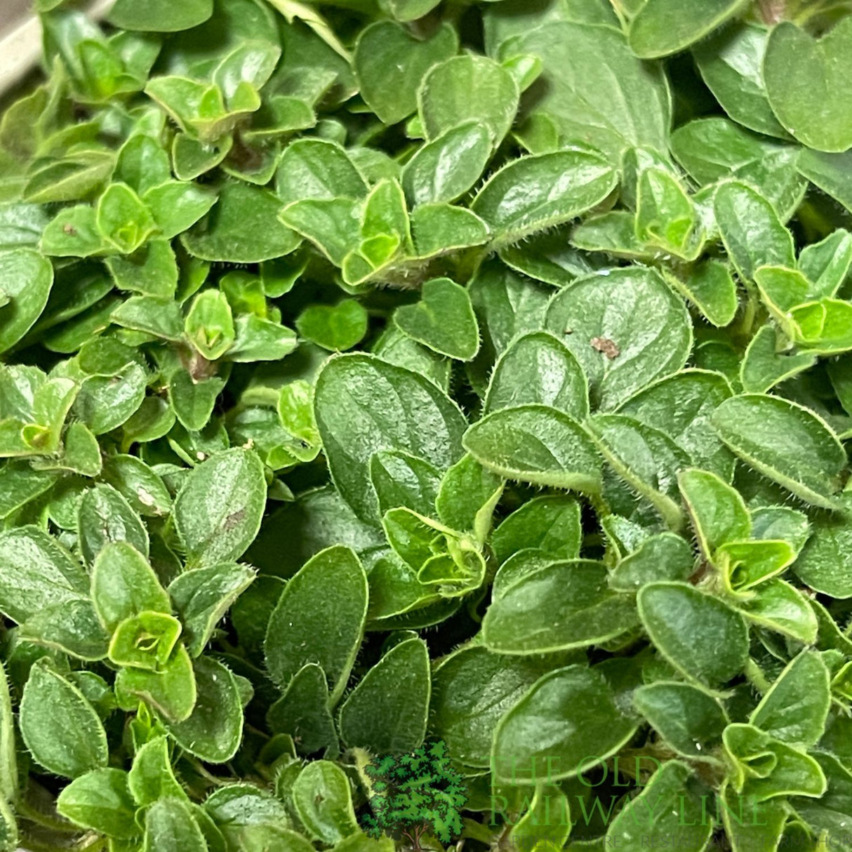Marjoram Compact Herb Plant 9cm Pot