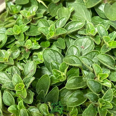 Marjoram Compact Herb Plant 9cm Pot