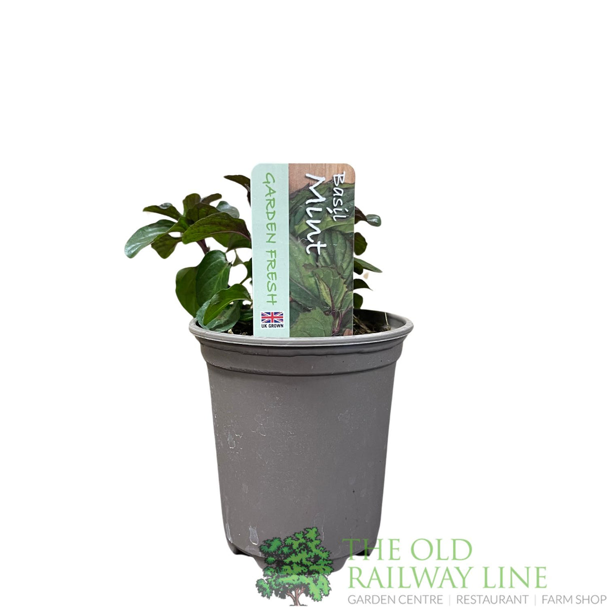 Basil Mint Herb Plant 9cm Pot