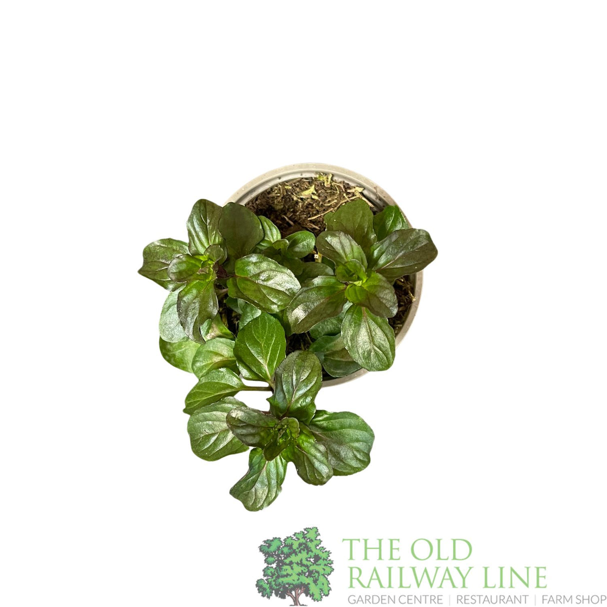 Basil Mint Herb Plant 9cm Pot