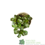 Basil Mint Herb Plant 9cm Pot