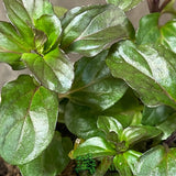 Basil Mint Herb Plant 9cm Pot