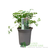 Chervil Herb Plant 9cm Pot