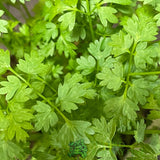 Chervil Herb Plant 9cm Pot
