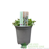 Mint Applemint Variegated Herb Plant 9cm Pot