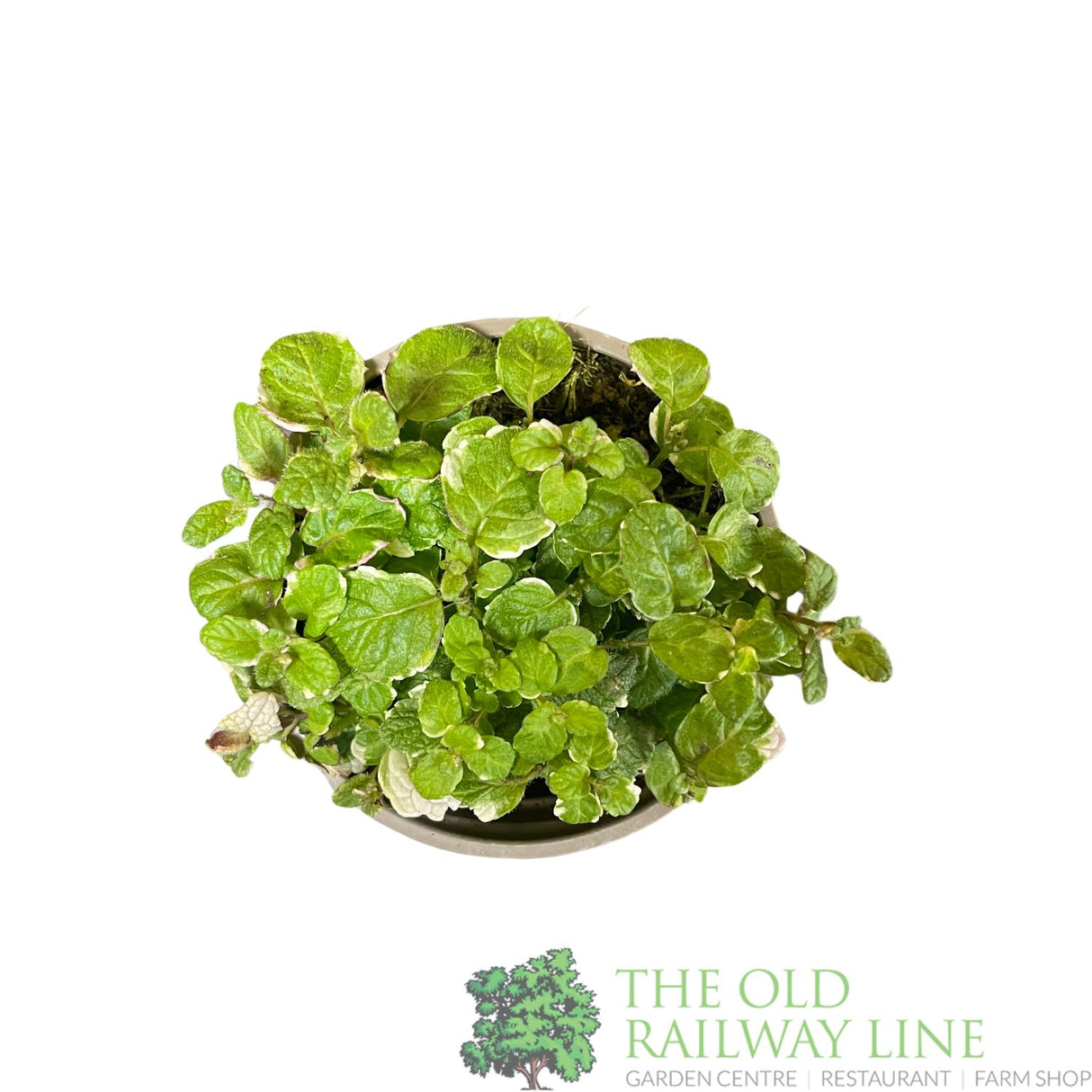 Mint Applemint Variegated Herb Plant 9cm Pot