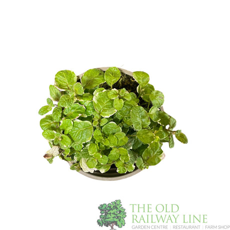 Mint Applemint Variegated Herb Plant 9cm Pot
