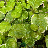 Mint Applemint Variegated Herb Plant 9cm Pot