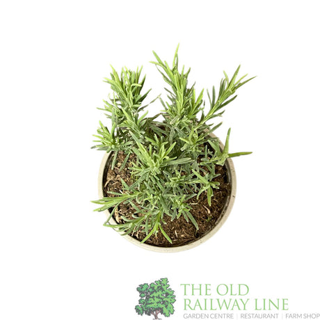 Lavender French Herb Plant 9cm Pot