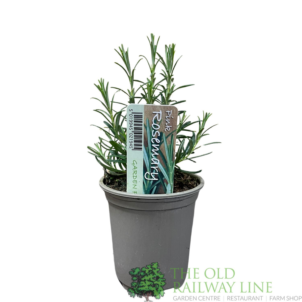 Rosemary 'Pink' Herb Plant 9cm Pot