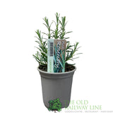 Rosemary 'Pink' Herb Plant 9cm Pot