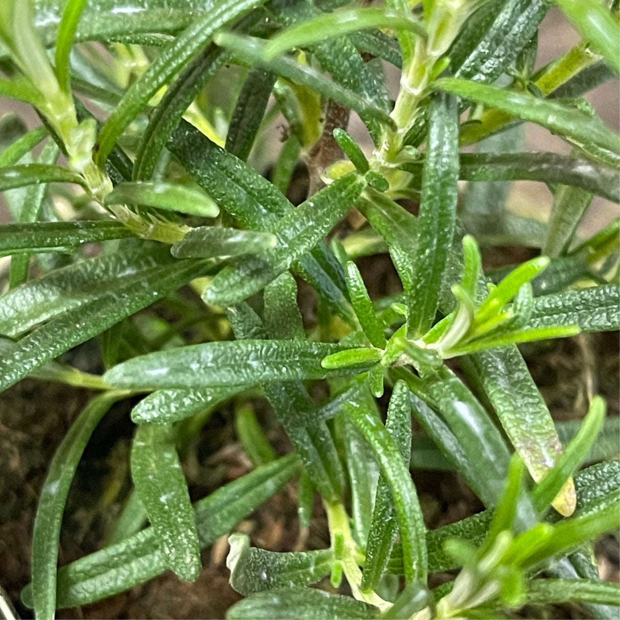Rosemary 'Pink' Herb Plant 9cm Pot