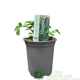 Parsley Flat Leaf Herb Plant 9cm Pot