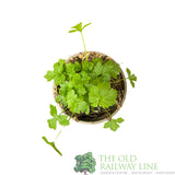 Parsley Flat Leaf Herb Plant 9cm Pot