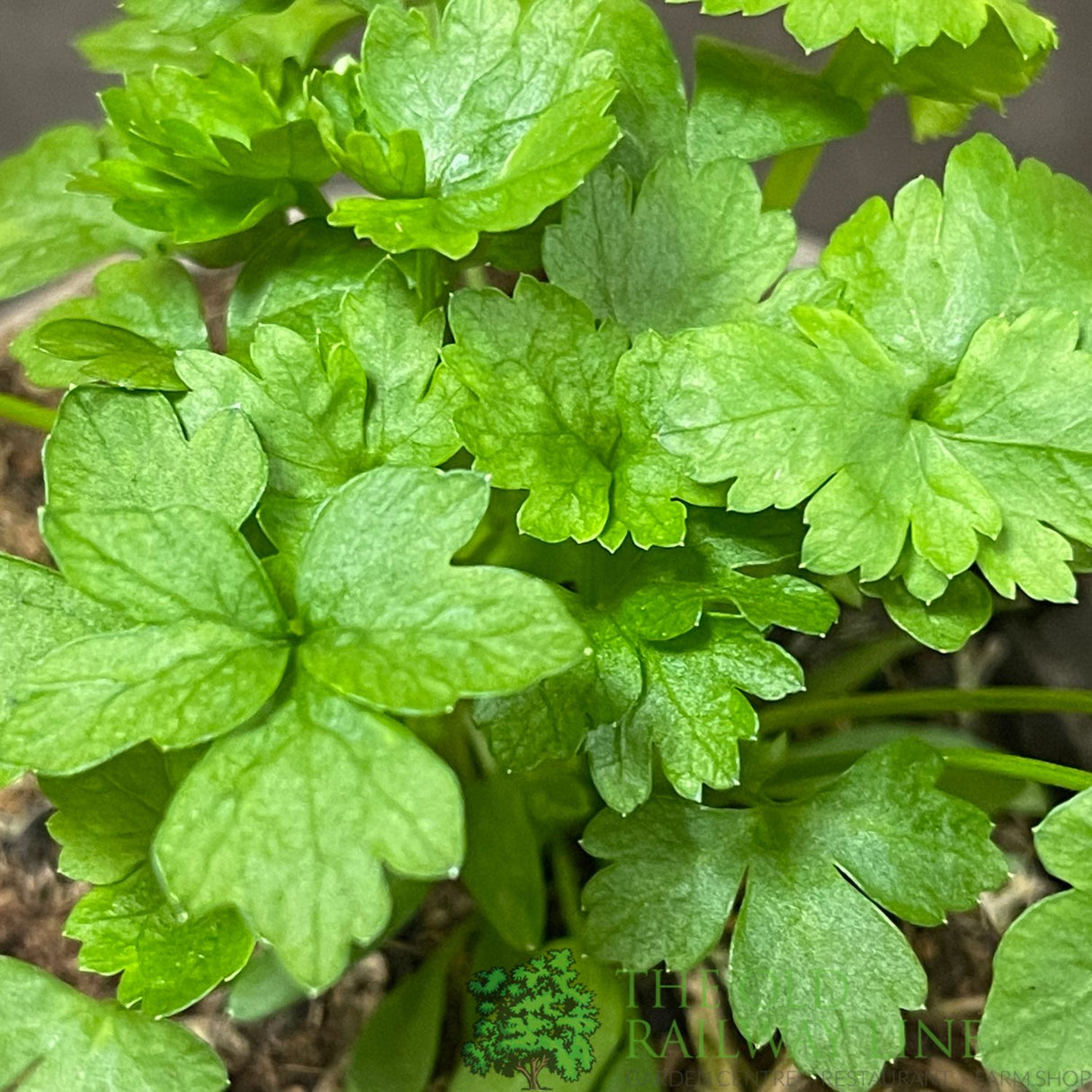 Parsley Flat Leaf Herb Plant 9cm Pot