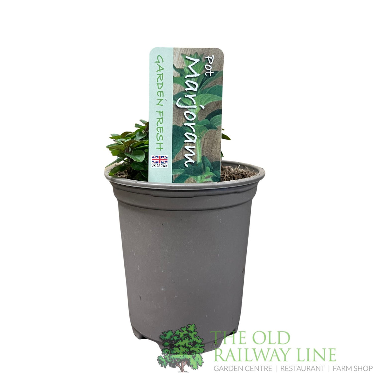 Marjoram Herb Plant 9cm Pot