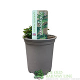 Marjoram Herb Plant 9cm Pot