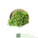 Marjoram Herb Plant 9cm Pot