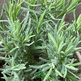 Lavender French Herb Plant 9cm Pot