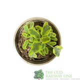 Sage Icterina Herb 9cm Pot