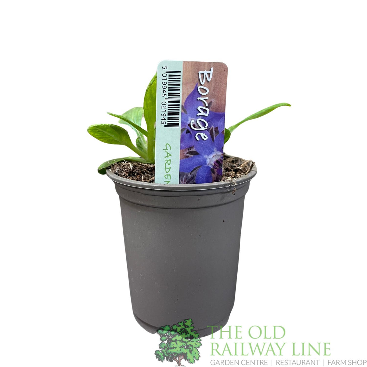 Borage Herb Plant 9cm Pot