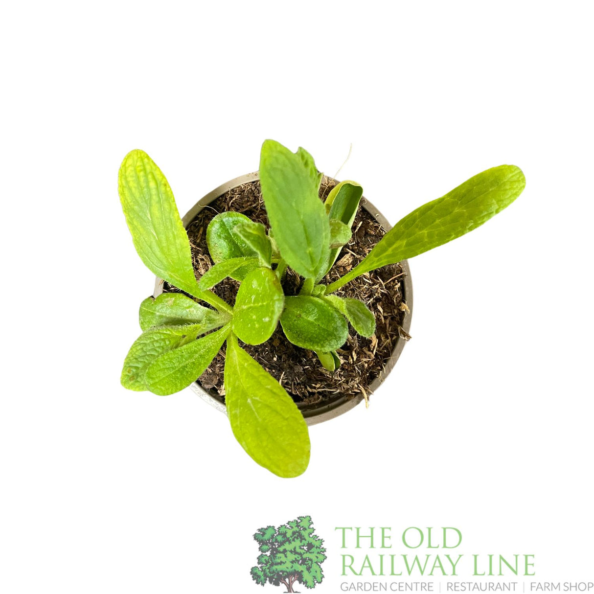 Borage Herb Plant 9cm Pot