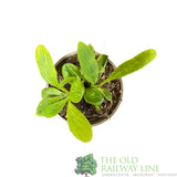 Borage Herb Plant 9cm Pot