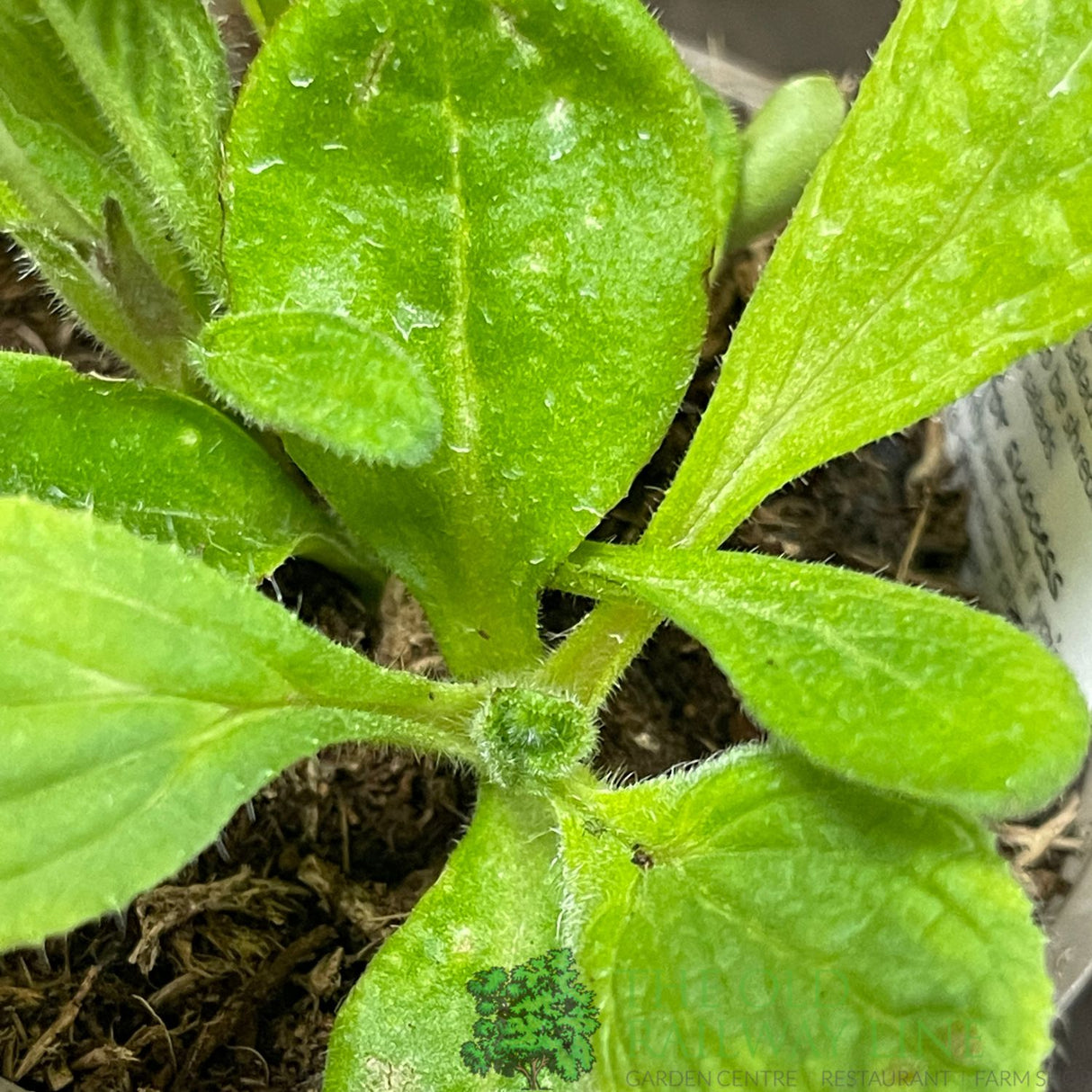 Borage Herb Plant 9cm Pot