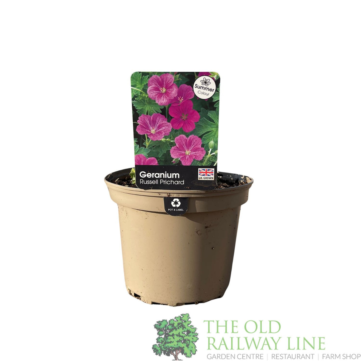 Geranium × riversleaianum 'Russell Prichard' Plant 2Ltr Pot