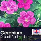 Geranium × riversleaianum 'Russell Prichard' Plant 2Ltr Pot