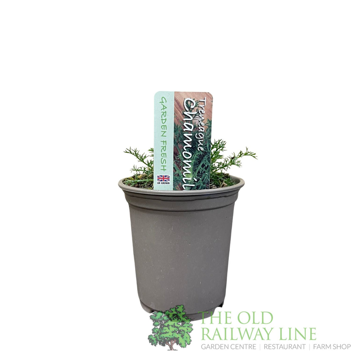 Chamomile 'Treneague' Herb Plant 9cm Pot