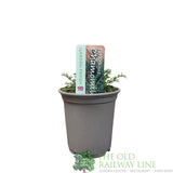 Chamomile 'Treneague' Herb Plant 9cm Pot