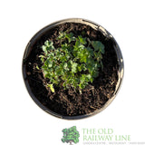 Geranium × riversleaianum 'Russell Prichard' Plant 2Ltr Pot