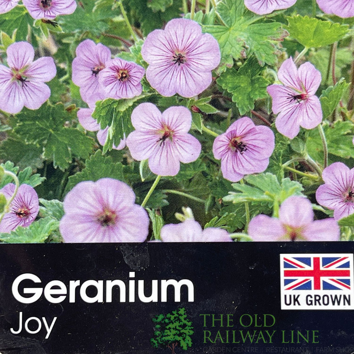 Geranium 'Joy' Plant 2Ltr Pot