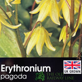Erythronium 'Pagoda' Plant 1.5Ltr Pot