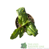 Erythronium 'Pagoda' Plant 1.5Ltr Pot