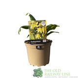 Erythronium 'Pagoda' Plant 1.5Ltr Pot