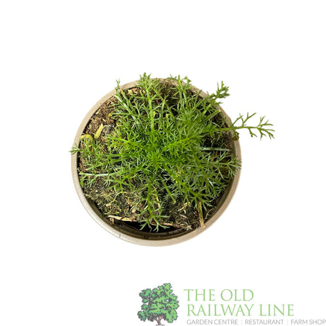 Chamomile 'Treneague' Herb Plant 9cm Pot