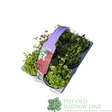 Saxifraga 6 Pack of Rockfoils