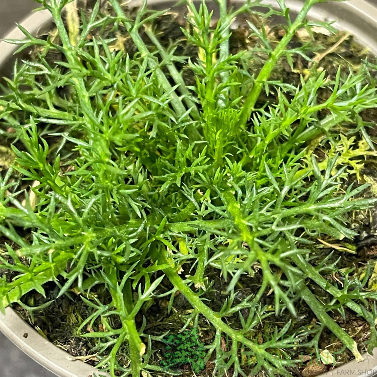 Chamomile 'Treneague' Herb Plant 9cm Pot