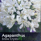 Agapanthus 'Snow Crystal' Plant 2Ltr Pot