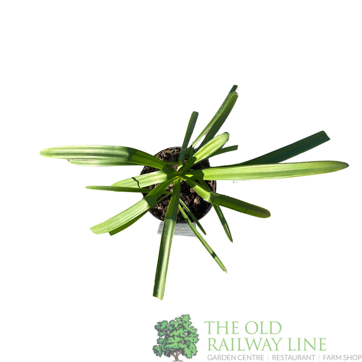 Agapanthus 'Snow Crystal' Plant 2Ltr Pot