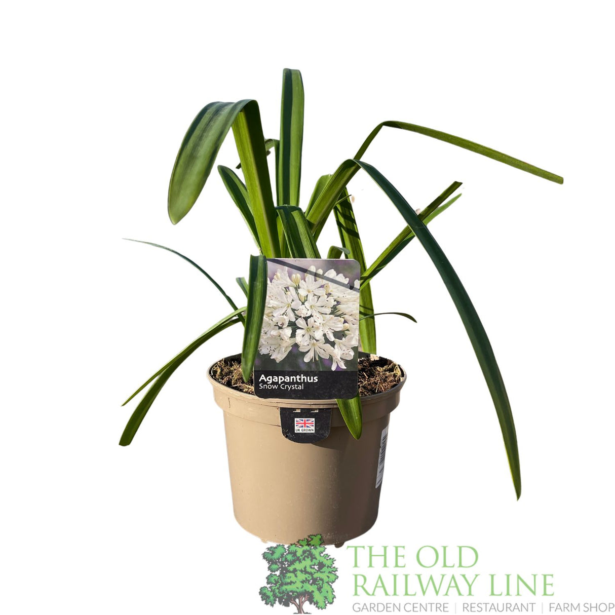 Agapanthus 'Snow Crystal' Plant 2Ltr Pot