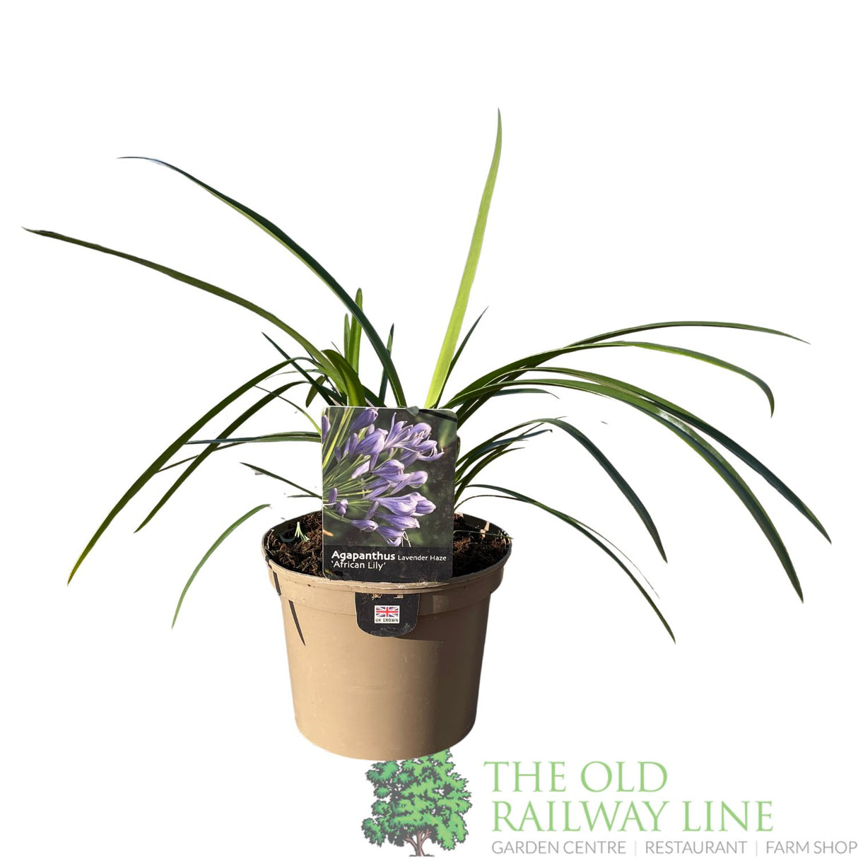 Agapanthus 'Lavender Haze' Plant 2Ltr Pot