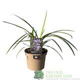 Agapanthus 'Lavender Haze' Plant 2Ltr Pot