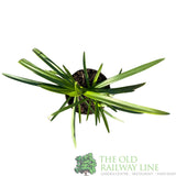 Agapanthus 'Lavender Haze' Plant 2Ltr Pot